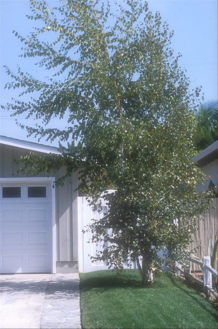 White Birch, European White Birch