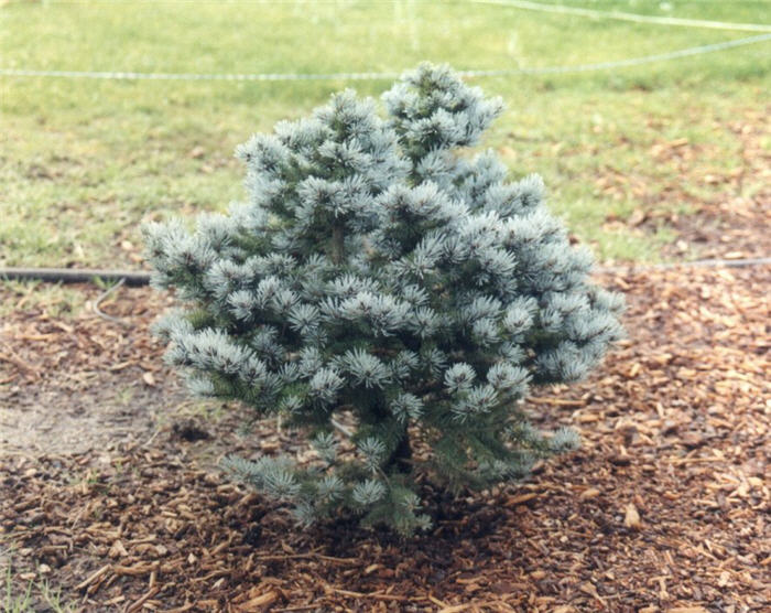 Picea pungens 'Glauca Globosa'