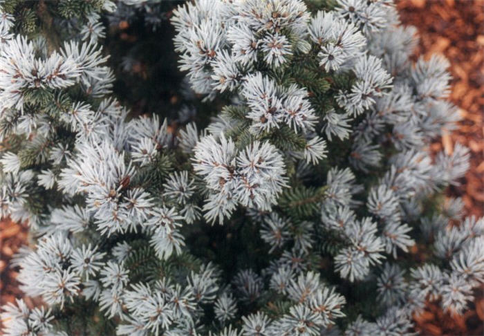 Plant photo of: Picea pungens 'Glauca Globosa'