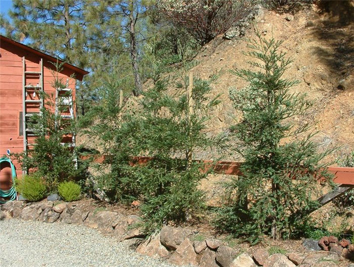 Sequoia sempervirens 'Aptos Blue'