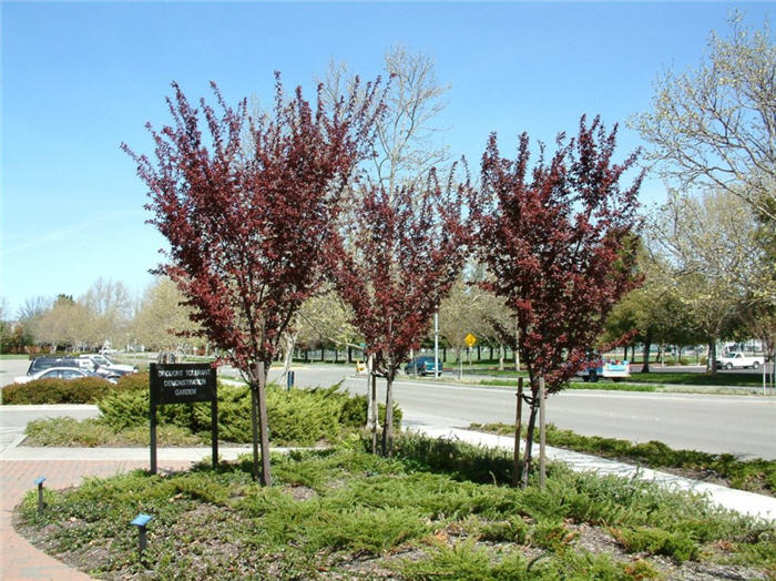 Prunus cerasifera 'Thundercloud'