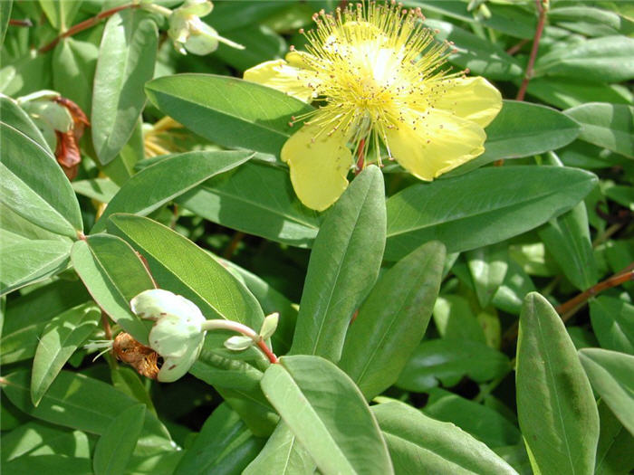 Plant photo of: Hypericum calycinum