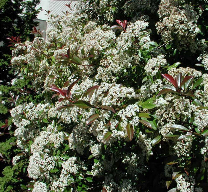 Photinia X fraseri