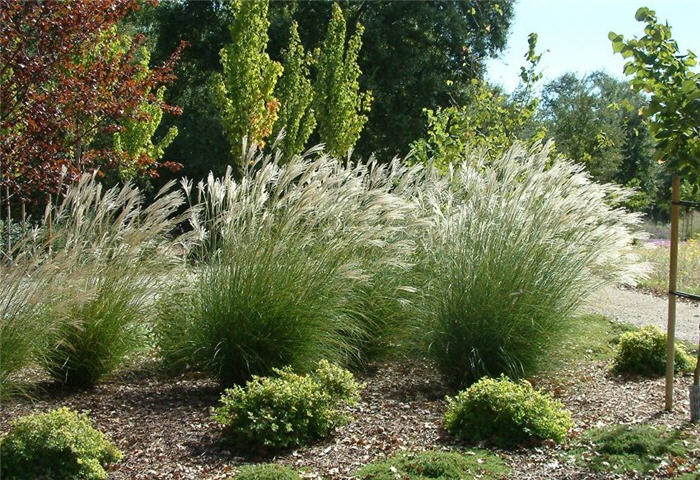 Plant photo of: Miscanthus sinensis 'Adagio'