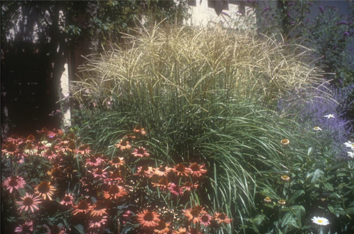 Plant photo of: Miscanthus sinensis 'Adagio'