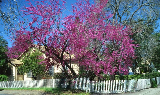 Plant photo of: Cercis canadensis