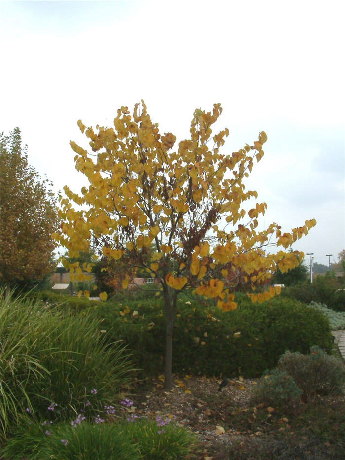 Plant photo of: Cercis canadensis