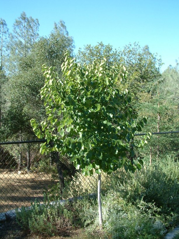 Plant photo of: Cercis reniformis