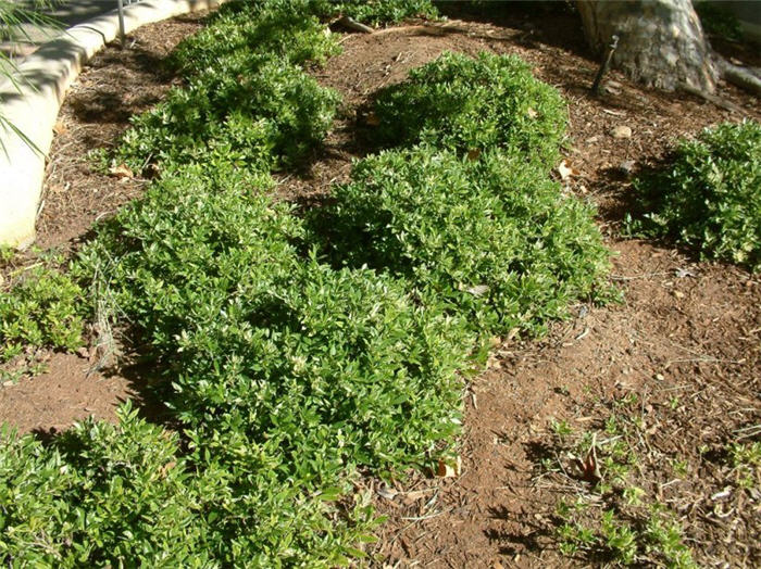 Miniature Or Trailing Jasmine