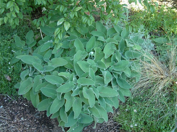 Greek Jerusalem Sage