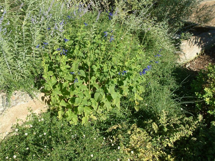 Anise- Scented Sage