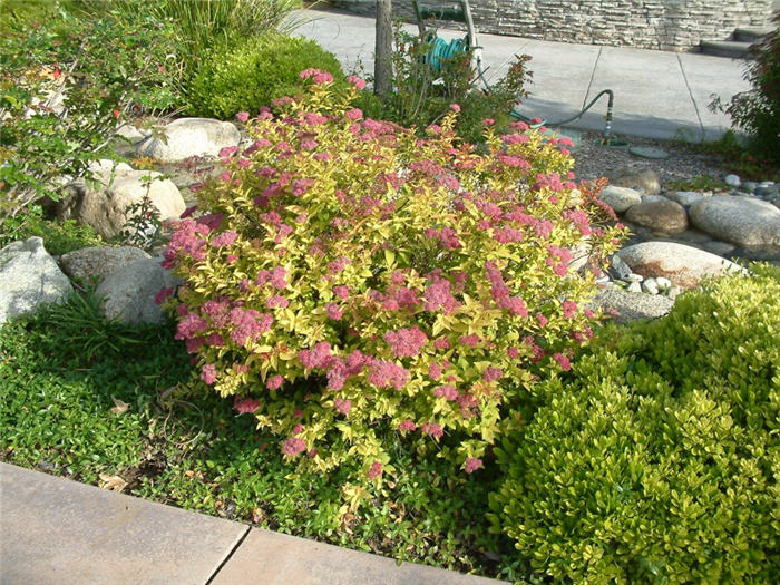 Spiraea japonica 'Goldflame'