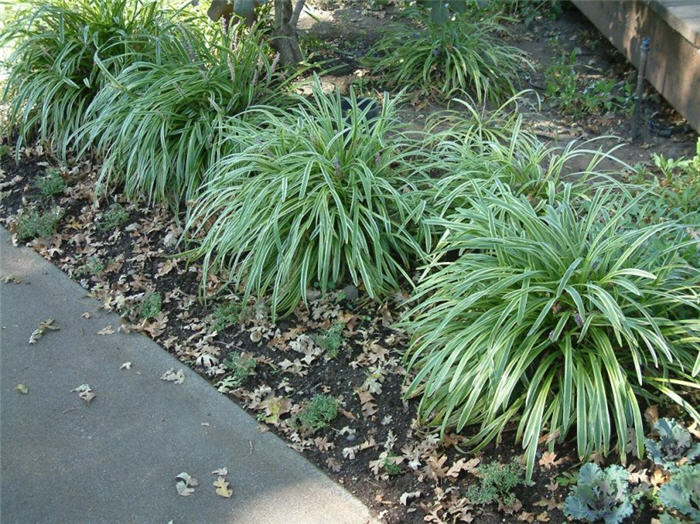 Plant photo of: Liriope muscari 'Variegata'