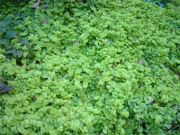 Lysimachia nummularia 'Aurea'