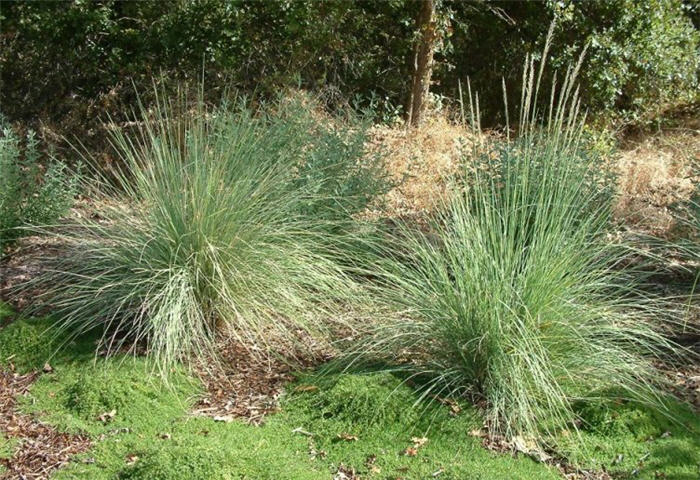 Muhlenbergia lindheimeri