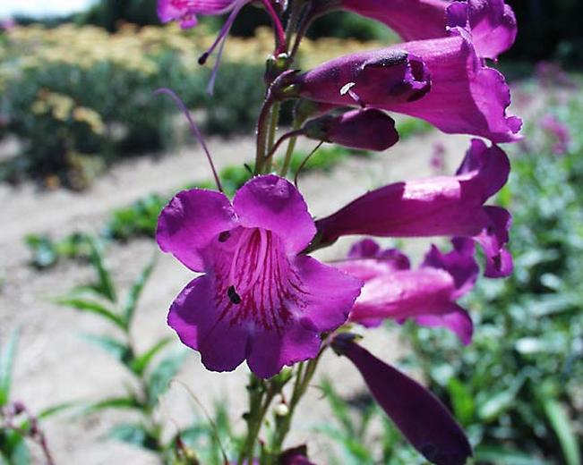 Penstemon 'Midnight'