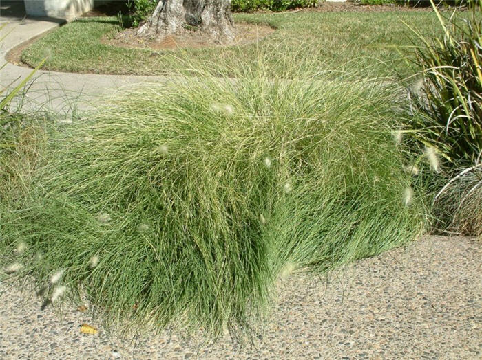 Feathertop Grass