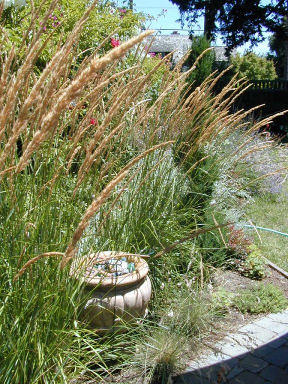 Calamagrostis X acutiflora 'Karl Foerste