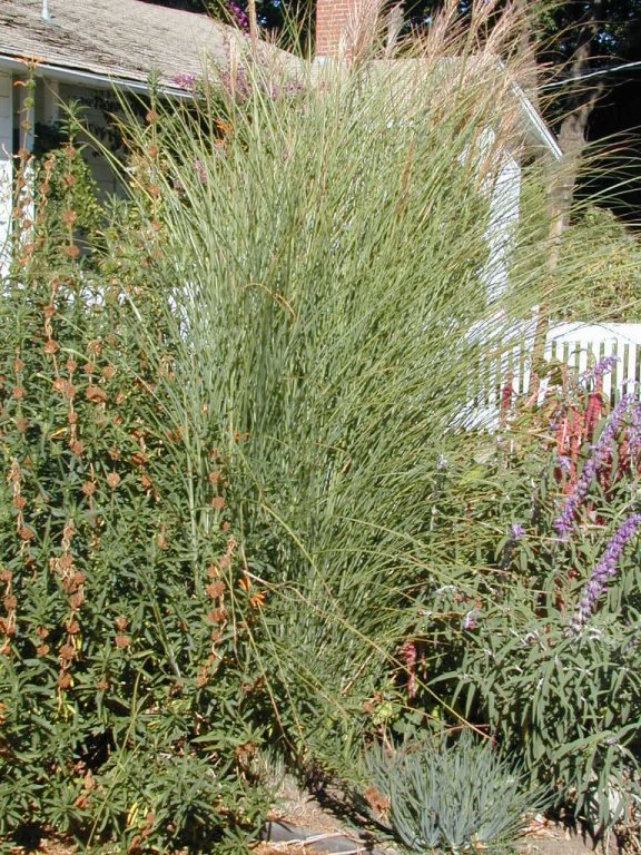 Plant photo of: Calamagrostis X acutiflora 'Karl Foerste