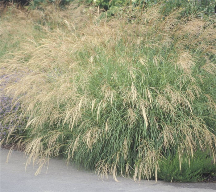 Miscanthus transmorrisonensis