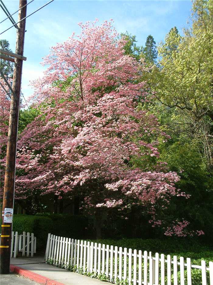 Cornus florida 'Pink'