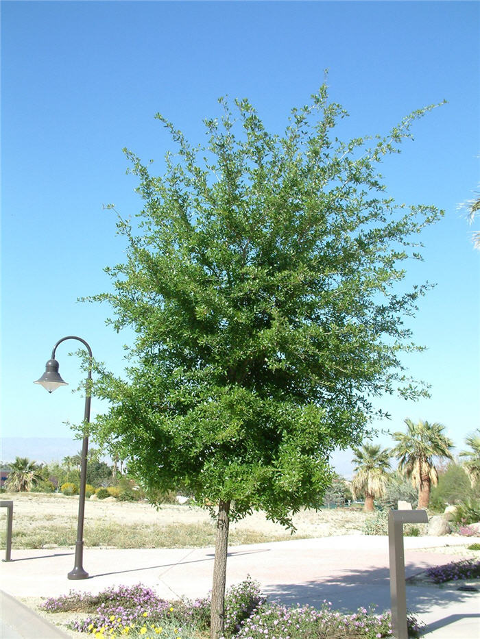 Southern Live Oak