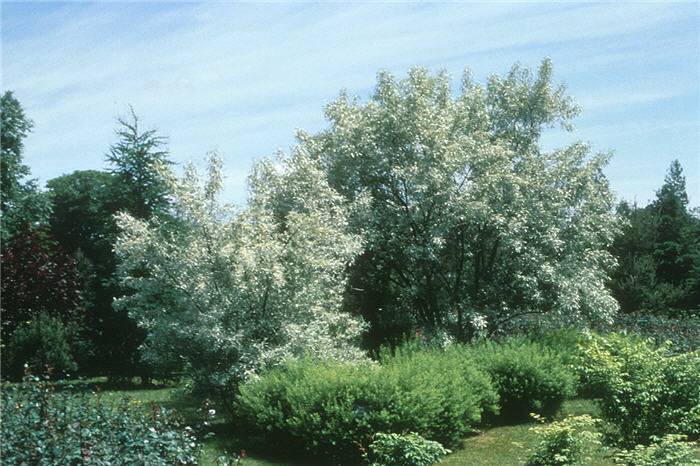 Elaeagnus angustifolia