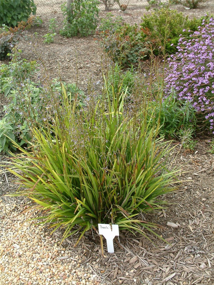 Tasmanian Flax Lily