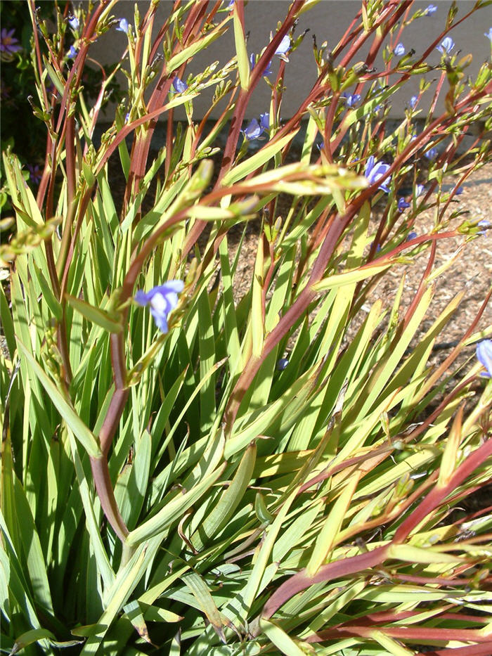 Plant photo of: Dianella tasmanica