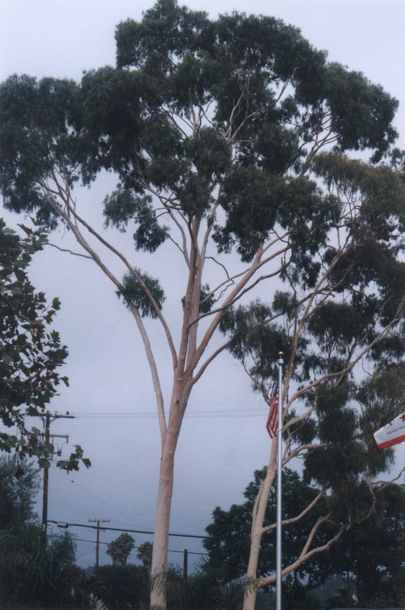 Plant photo of: Corymbia citriodora