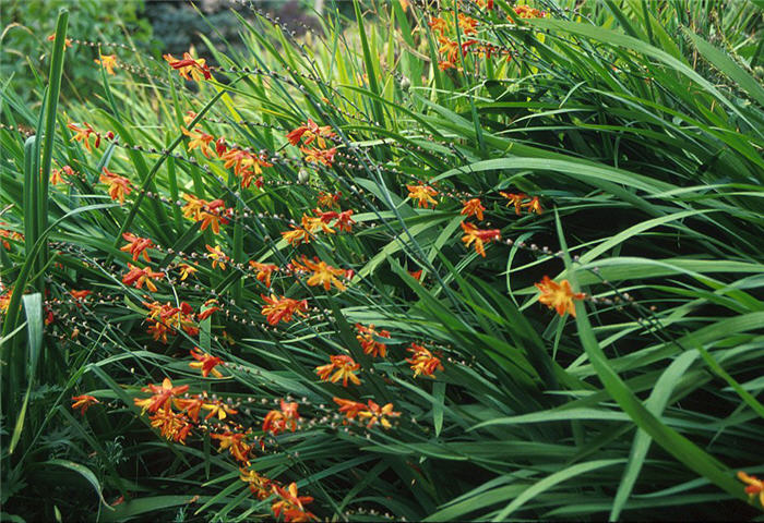 Crocosmia X crocosmiiflora