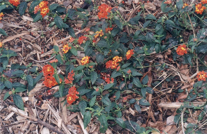 Confetti Lantana