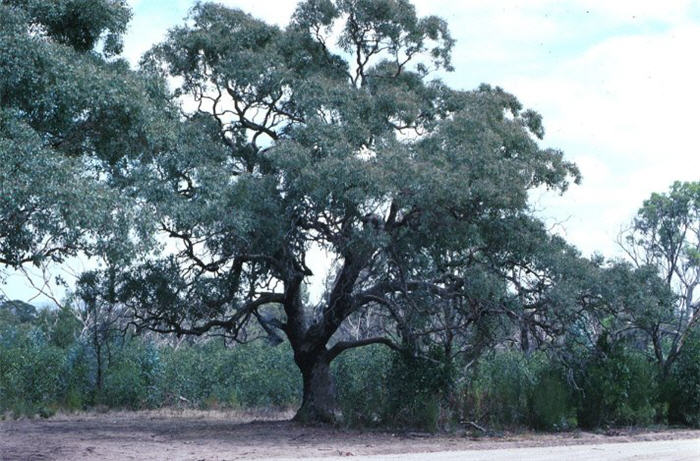 Eucalyptus polyanthemos