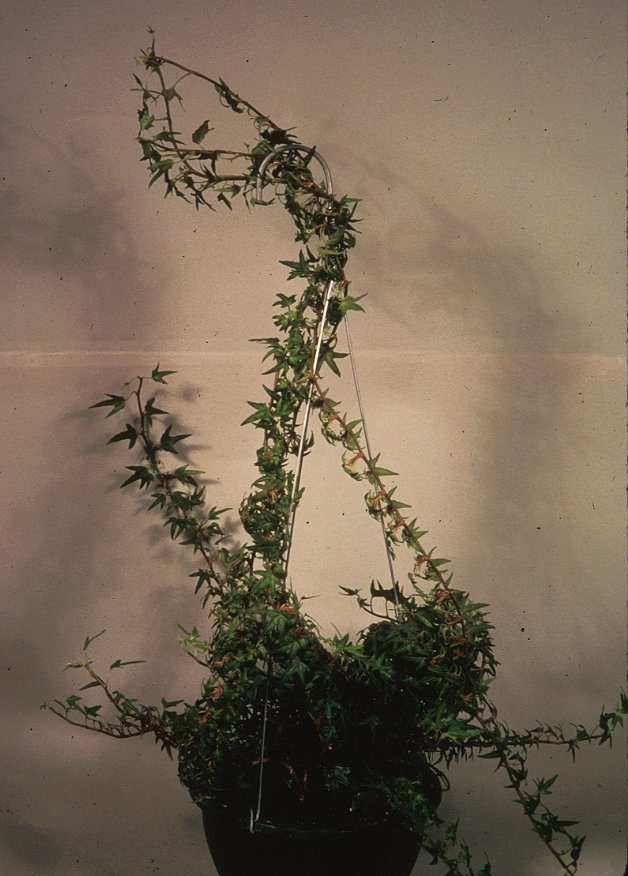 Hedera helix 'Needlepoint'