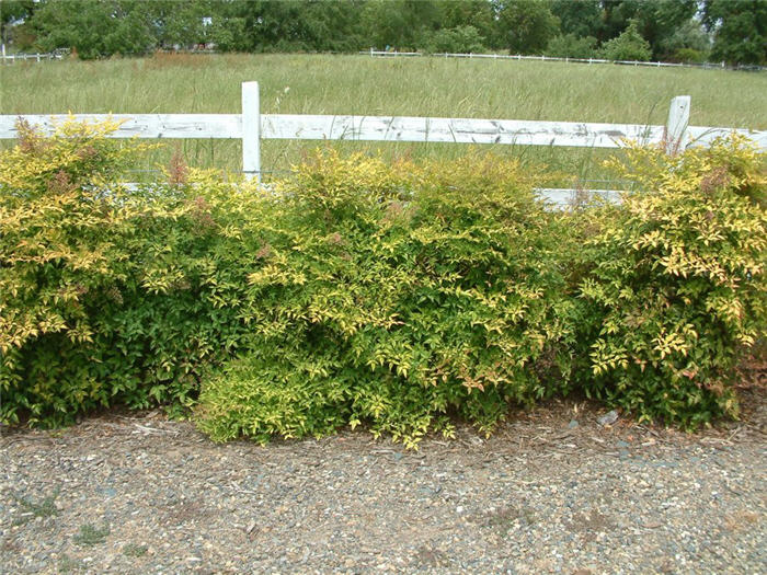 Compact Lacy Nandina