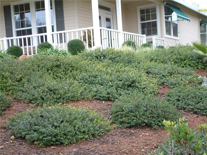 Arctostaphylos 'Pacific Mist'