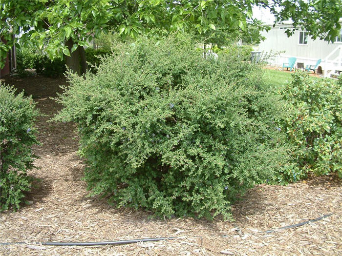 Plant photo of: Ceanothus 'Dark Star'