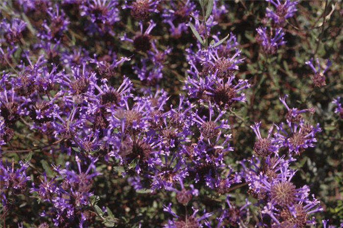 Salvia clevelandii 'Winnifred Gilman'