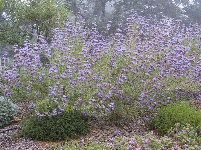 Plant photo of: Salvia clevelandii 'Winnifred Gilman'