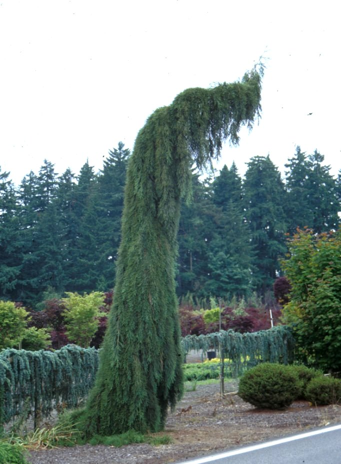 Plant photo of: Sequoiadendron giganteum 'Pendula'