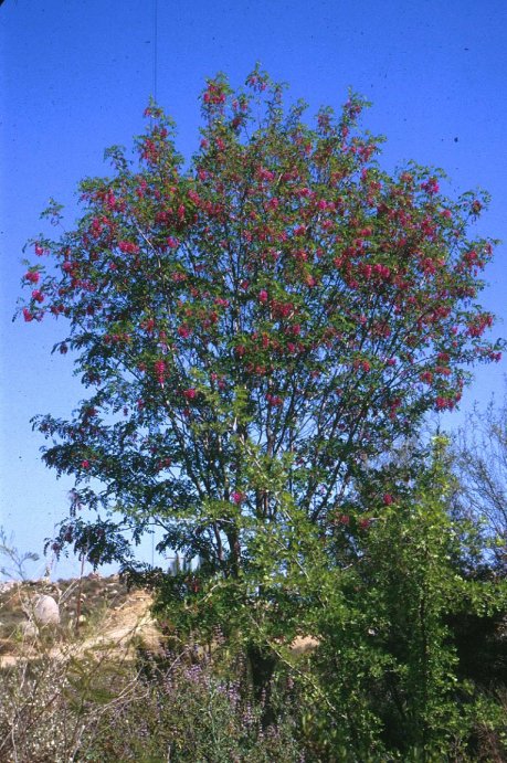 Robinia X ambigua 'Purple Robe'