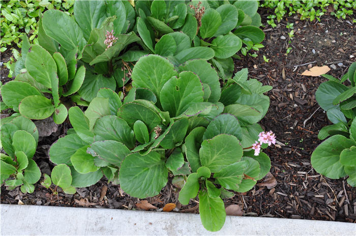 Plant photo of: Bergenia cordifolia