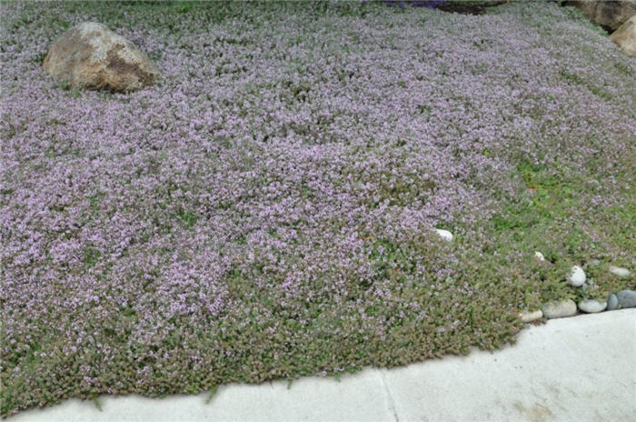 Plant photo of: Thymus 'Victor Reiter'