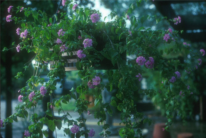 Plant photo of: Lantana montevidensis Lavender Swirl