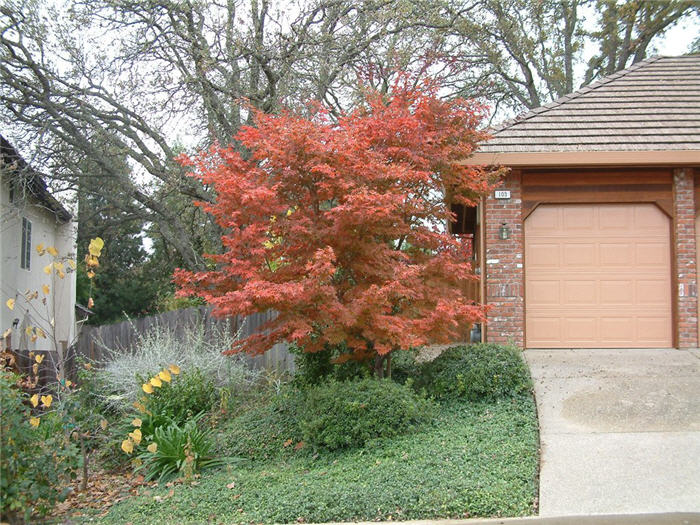 Acer palmatum 'Bloodgood'