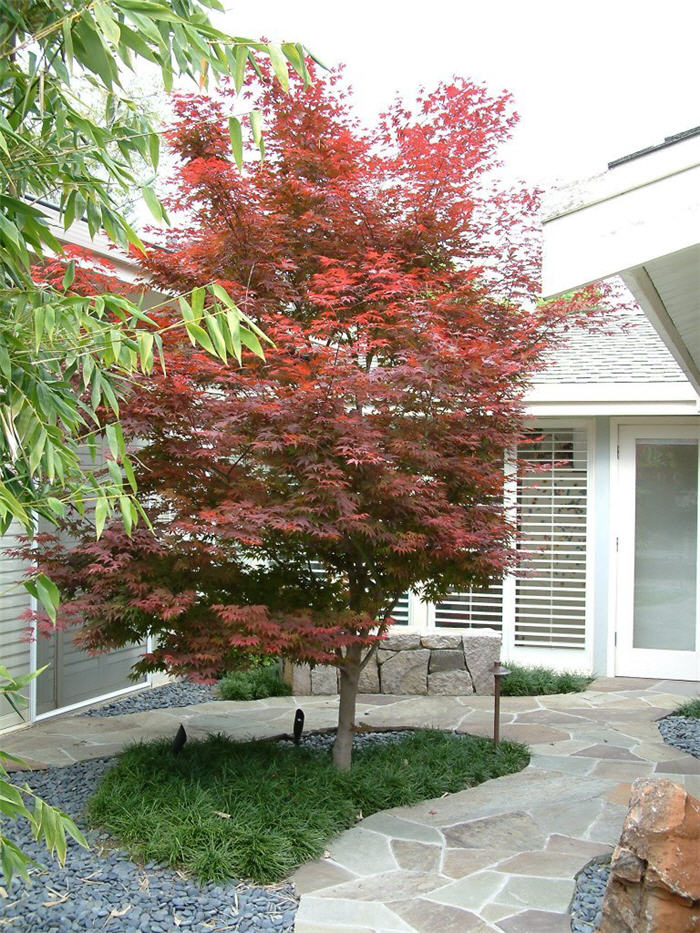 Plant photo of: Acer palmatum 'Bloodgood'