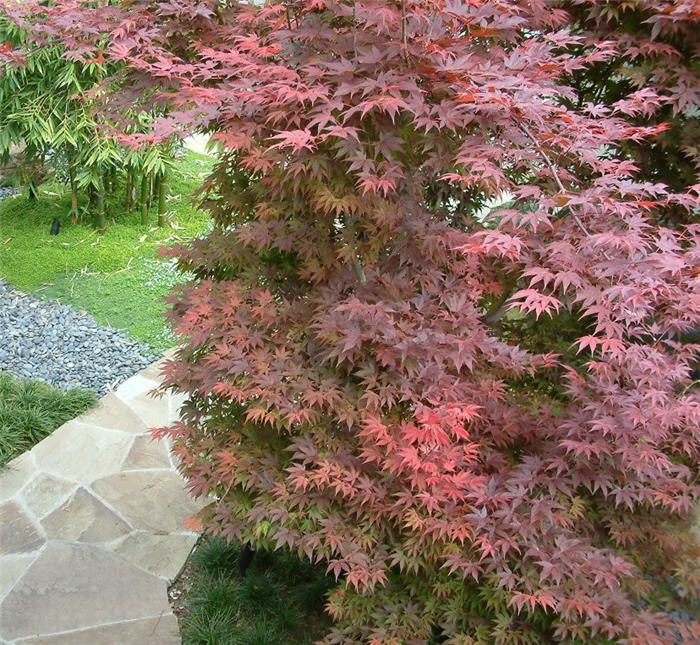 Plant photo of: Acer palmatum 'Bloodgood'