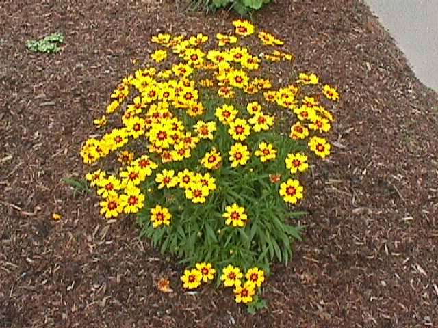 Coreopsis lanceolata 'Sunray'