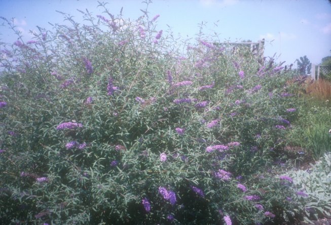 Buddleja davidii var. Nanhoensis