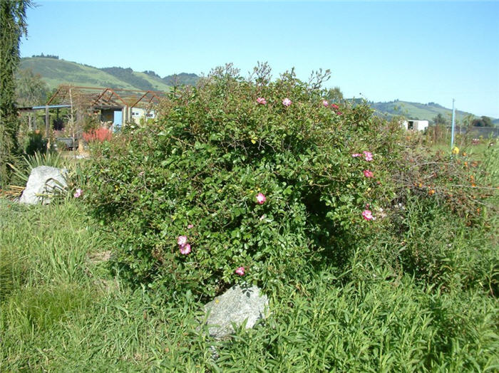 Rosa Shrub varieties